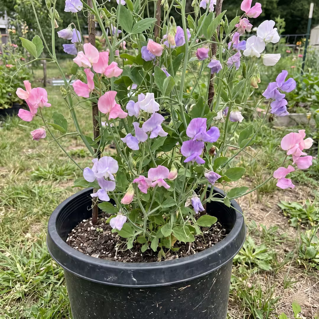 Sweet Pea Spencer Mixed Flower Seeds