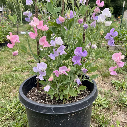 Sweet Pea Spencer Mixed Flower Seeds