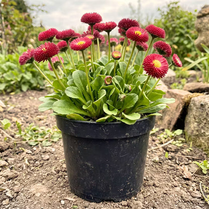 Daisy Red Bellis Flower Seeds