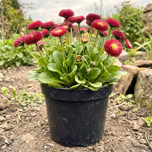 Daisy Red Bellis Flower Seeds