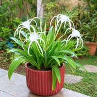 Spider Lily flower bulb packaging design image