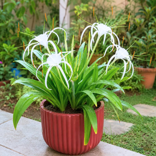 Spider Lily flower bulb packaging design image