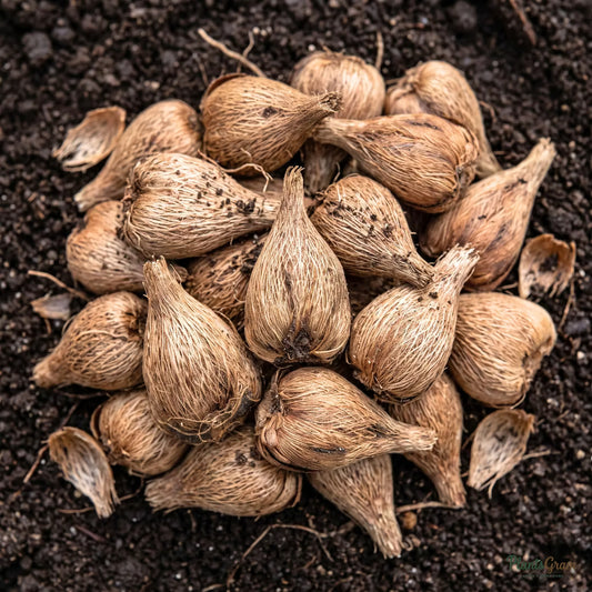 Freesia flower bulbs (dormant corms) ready for planting