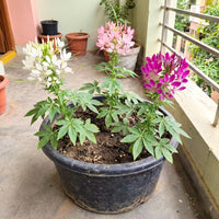 Cleome Spinosa Mixed Colors Flower Seeds