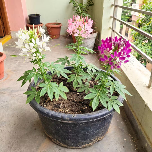 Cleome Spinosa Mixed Colors Flower Seeds