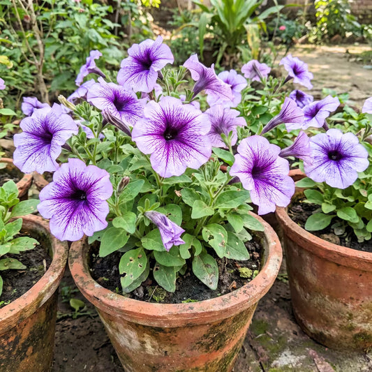 Petunia Grandiflora Violet Seeds