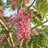 Cassia Javanica Pink Shower Flower Seeds