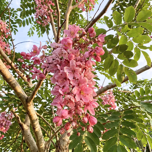 Cassia Javanica Pink Shower Flower Seeds
