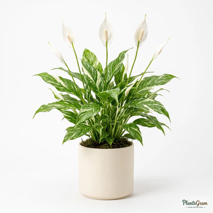 Variegated Peace Lily plant in a ceramic planter, alternate angle