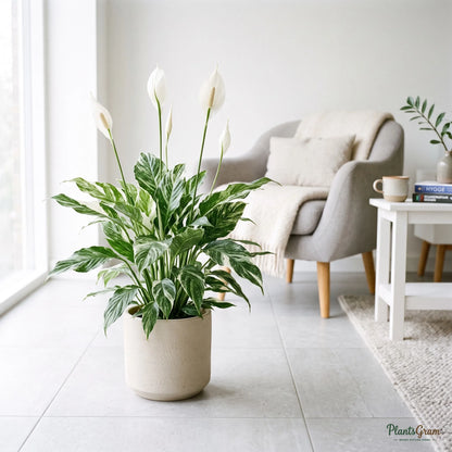 Variegated Peace Lily plant with white blooms in a ceramic planter