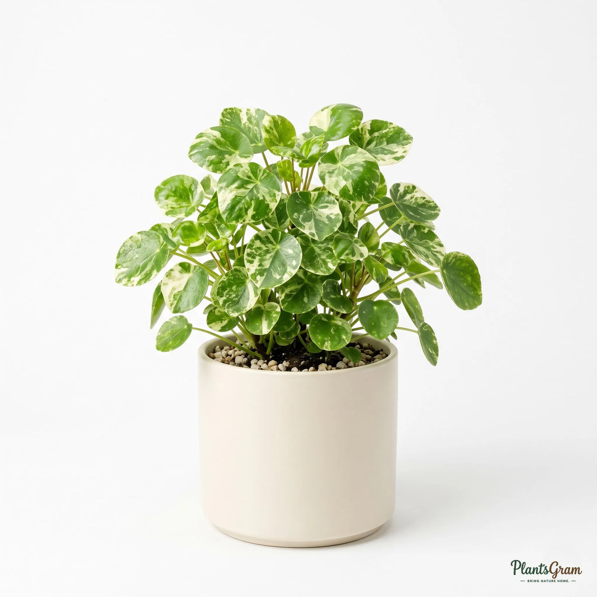 Pilea (Variegated)