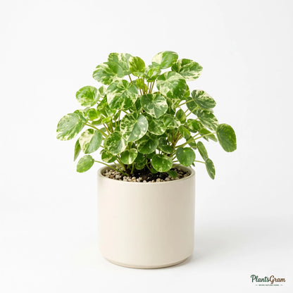 Pilea (Variegated)