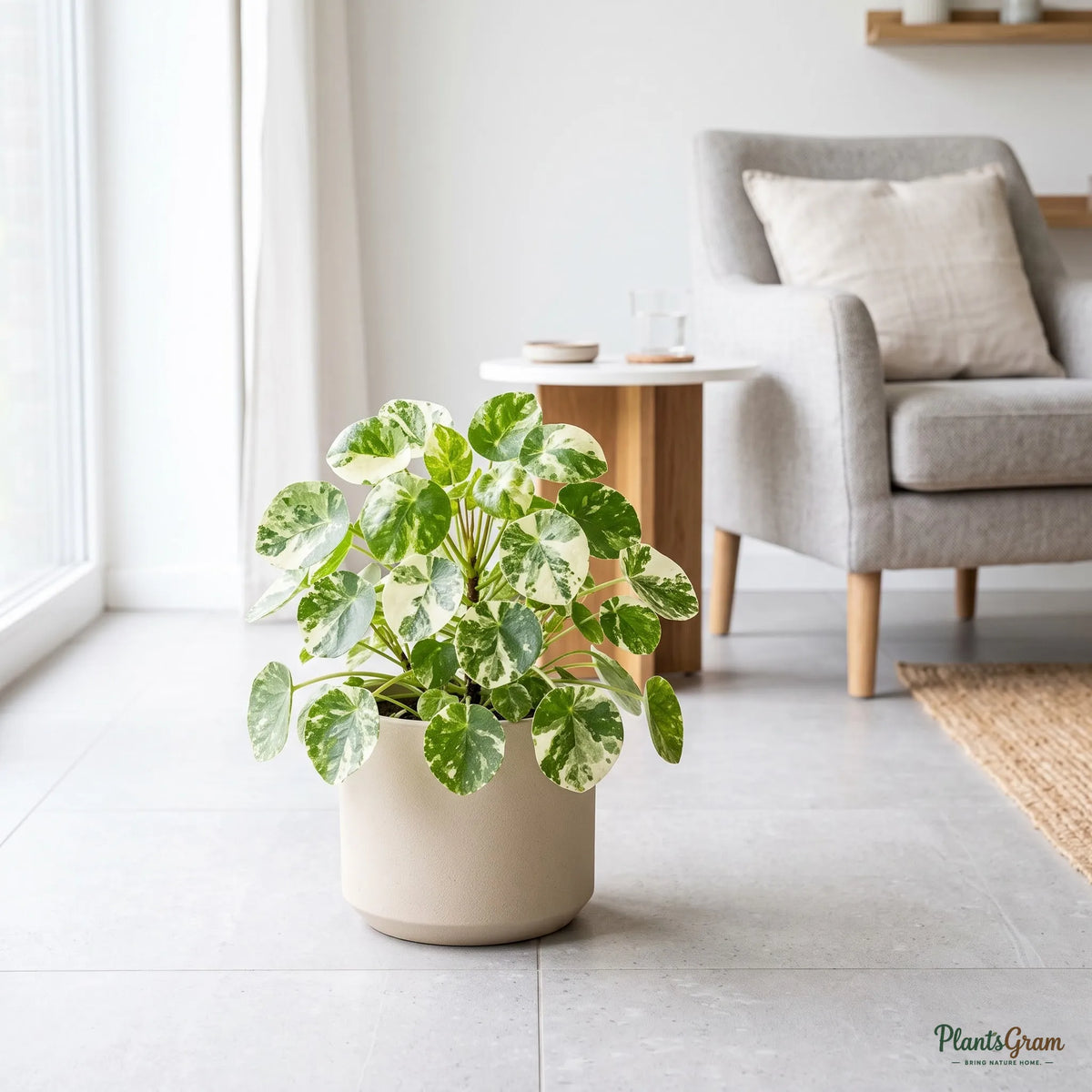 Pilea (Variegated)