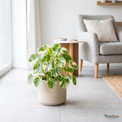 Pilea (Variegated)