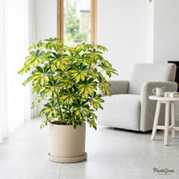 Variegated Schefflera Dwarf Umbrella plant in a planter