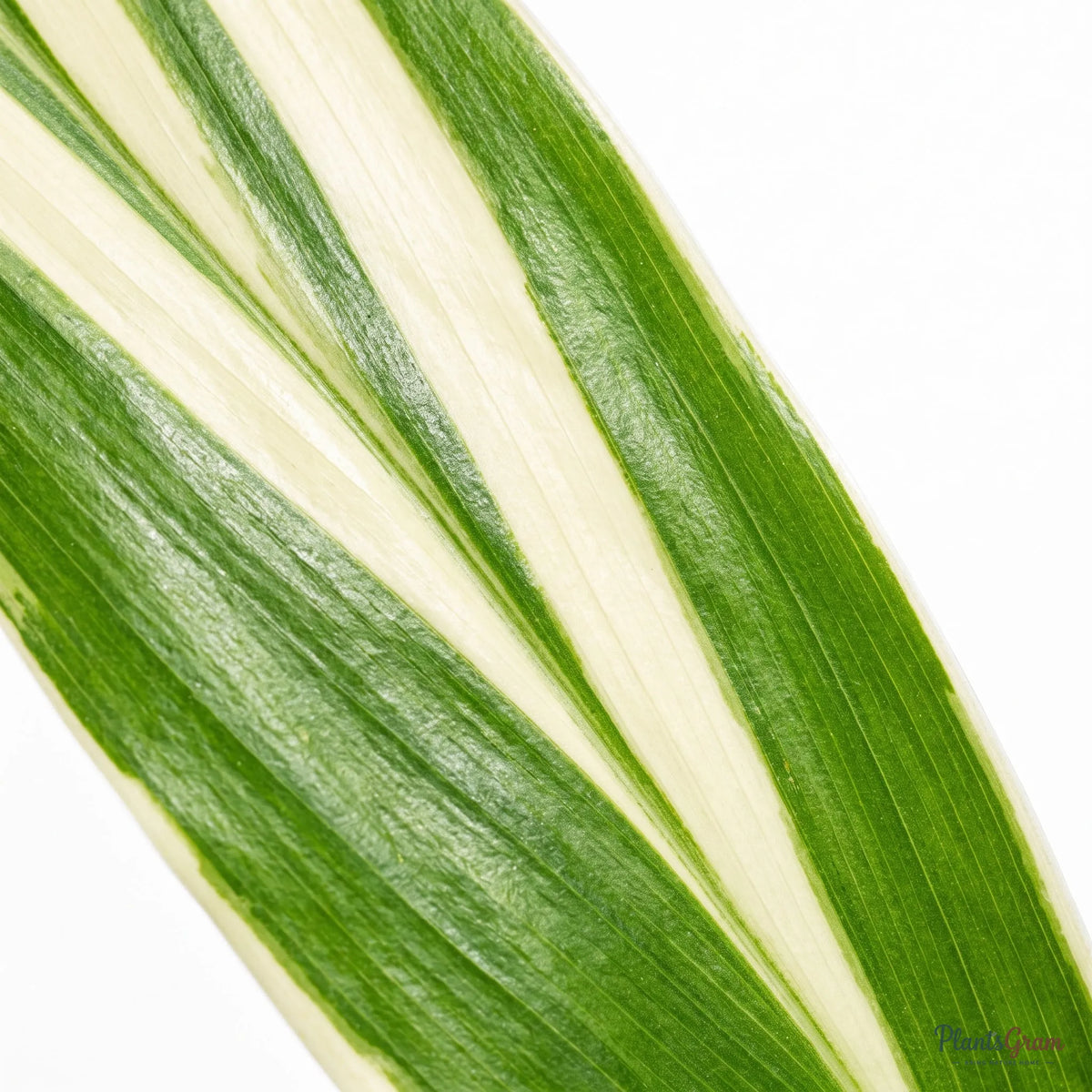 Cordyline (Cordyline fruticosa 'Casper')