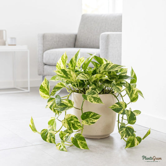 Variegated Money Plant (Pothos) in a planter