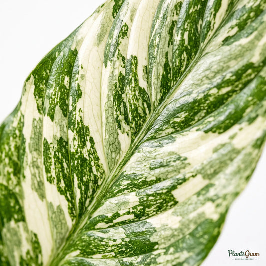 Close-up macro of variegated Peace Lily leaf pattern
