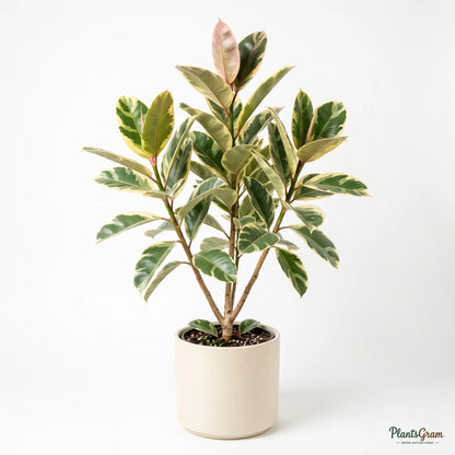 Rubber Plant Variegated (Ficus elastica)