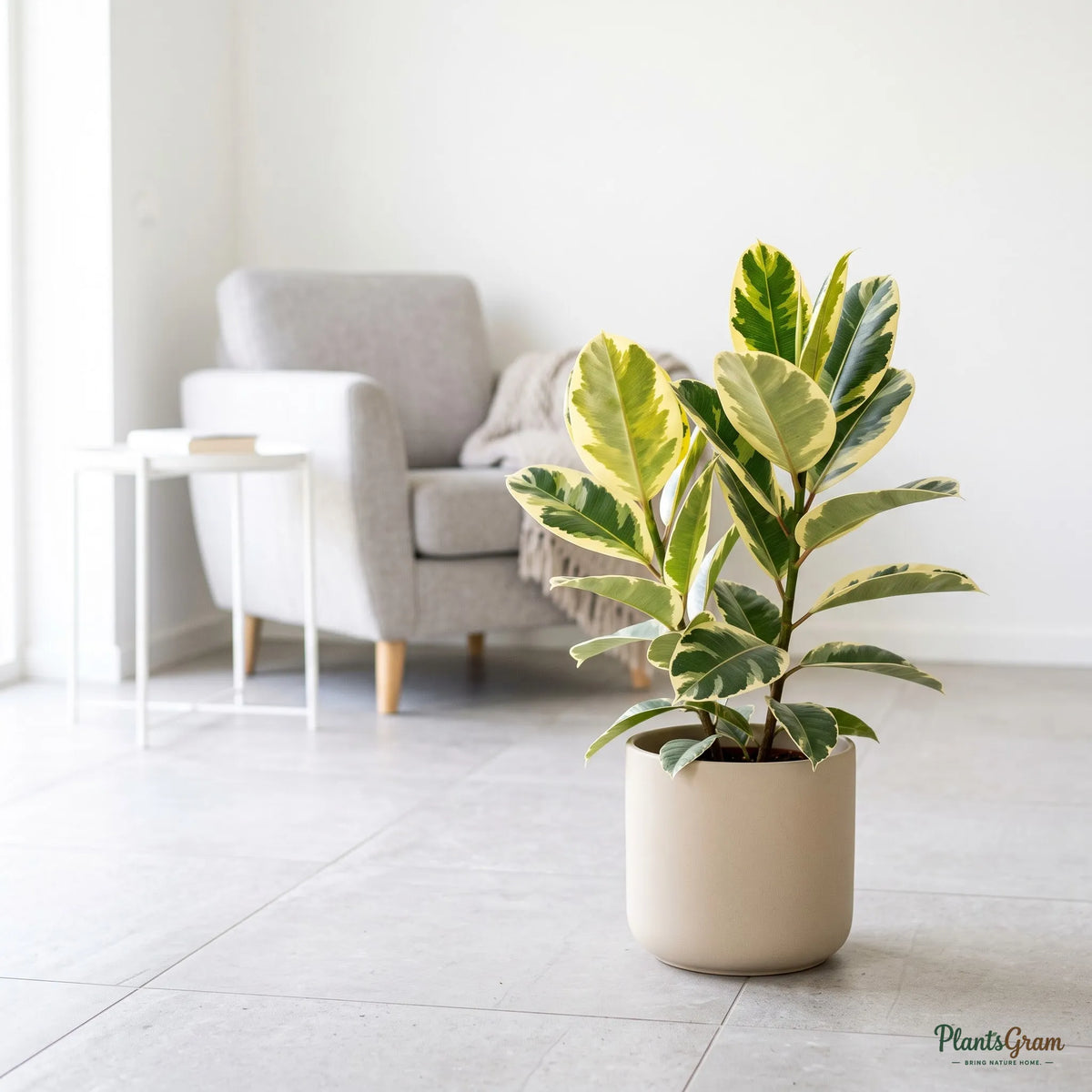 Rubber Plant Variegated (Ficus elastica)