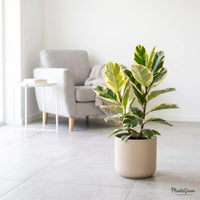 Rubber Plant Variegated (Ficus elastica)