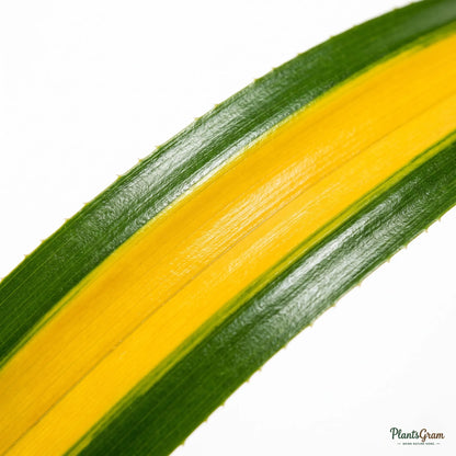 Pandanus Yellow (Variegated Screw Pine)