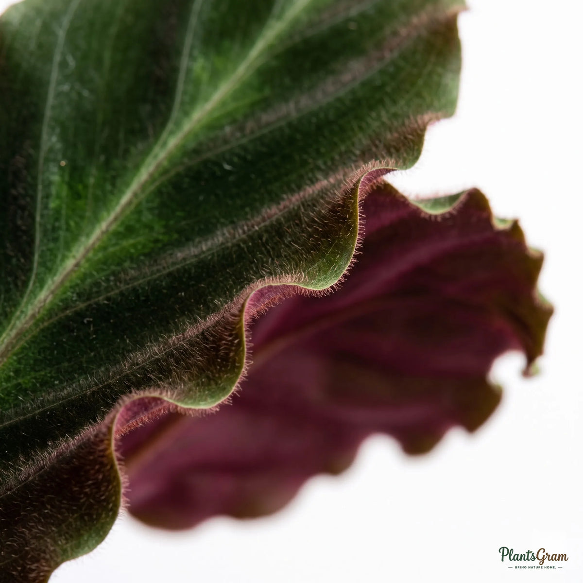 Close-up of Velvet Calathea leaf texture