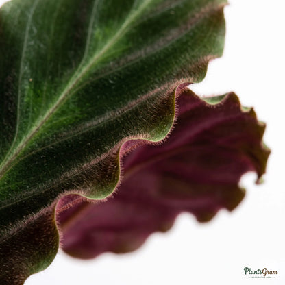 Close-up of Velvet Calathea leaf texture