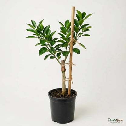 Vietnam Malta Mosambi (Grafted) - Fruits Plant & Tree