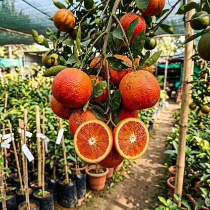 Vietnam Malta Mosambi (Grafted) - Fruits Plant & Tree