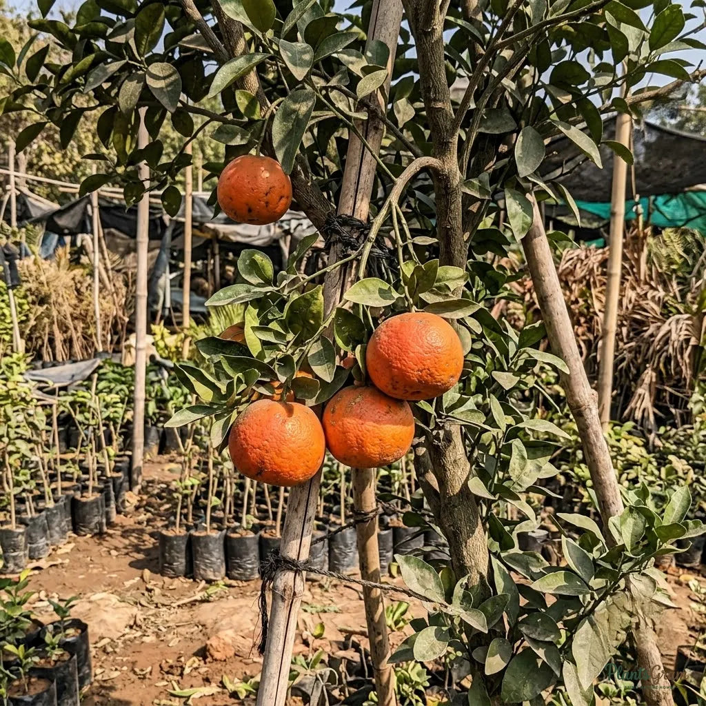 Vietnam Malta Mosambi (Grafted) - Fruits Plant & Tree