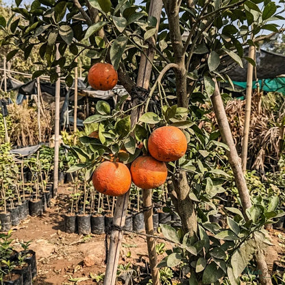 Vietnam Malta Mosambi (Grafted) - Fruits Plant & Tree