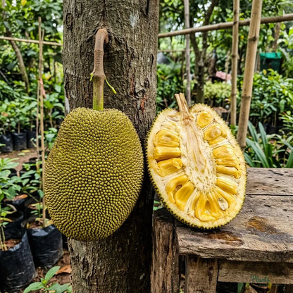 Vietnam Super Early Jackfruit (Grafted) - All-Time Jackfruit
