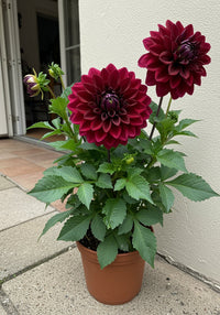 Dahlia Mix Flower Seeds