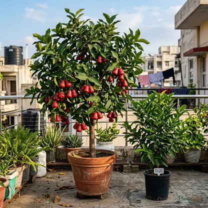 Water Apple (Hybrid) - Red