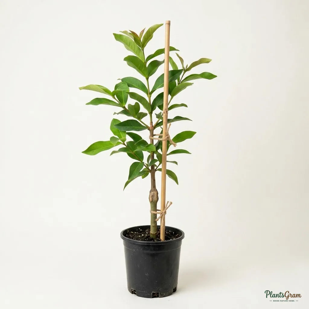 Water Apple (Hybrid) - Red