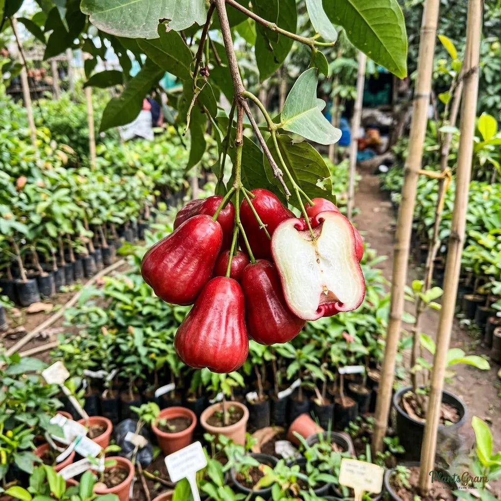 Water Apple (Hybrid) - Red