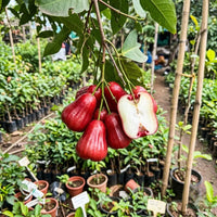 Water Apple (Hybrid) - Red