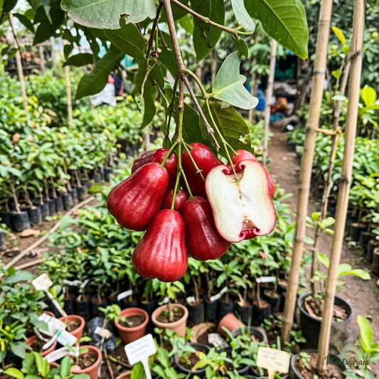 Water Apple (Hybrid) - Red