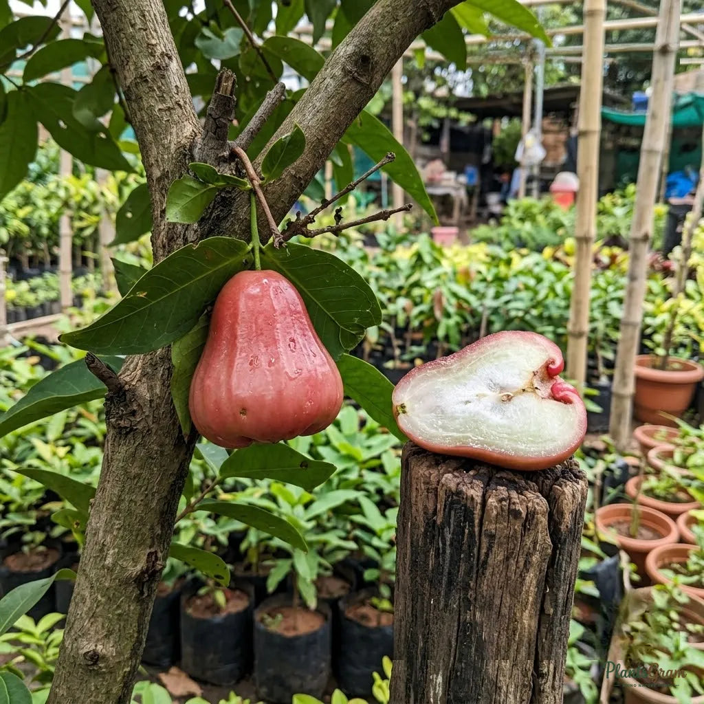 Water Apple (Hybrid) - Red