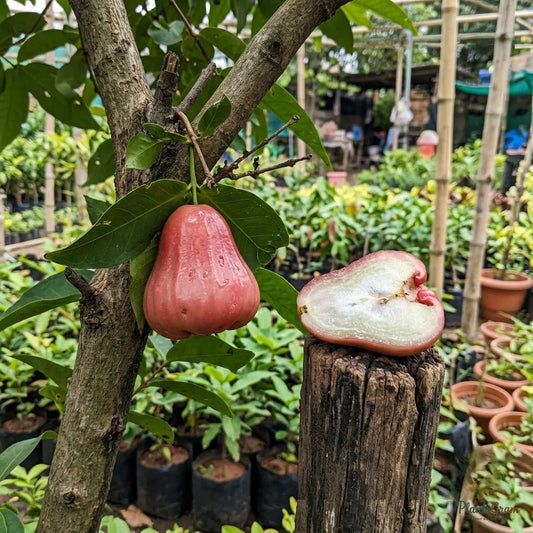 Water Apple (Hybrid) - Red