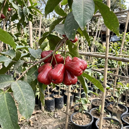 Water Apple (Hybrid) - Red