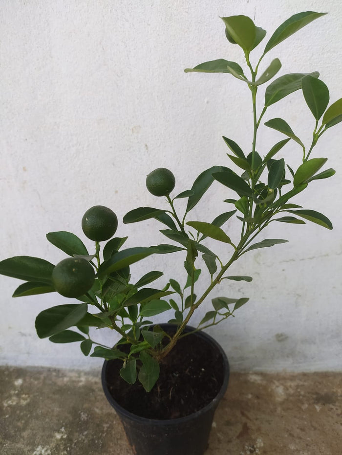 Table Lemon - Fruit Plants & Tree