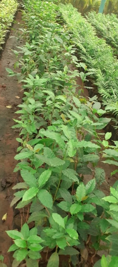 Coffee Plant - Fruit Plants & Trees