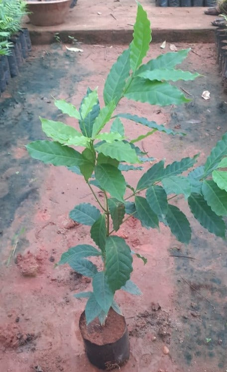 Coffee Plant - Fruit Plants & Trees