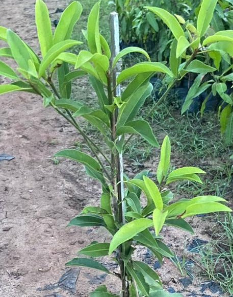 California Sapota/Chikoo-Fruit Plant & Tree.