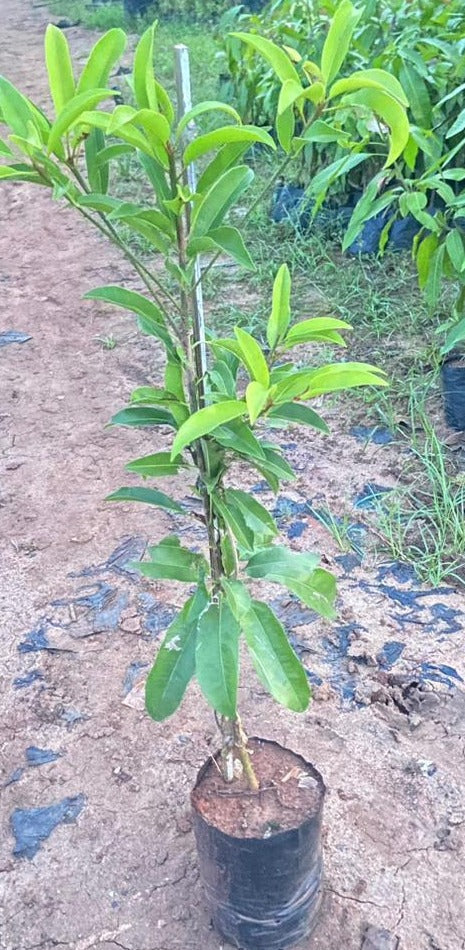 California Sapota/Chikoo-Fruit Plant & Tree.
