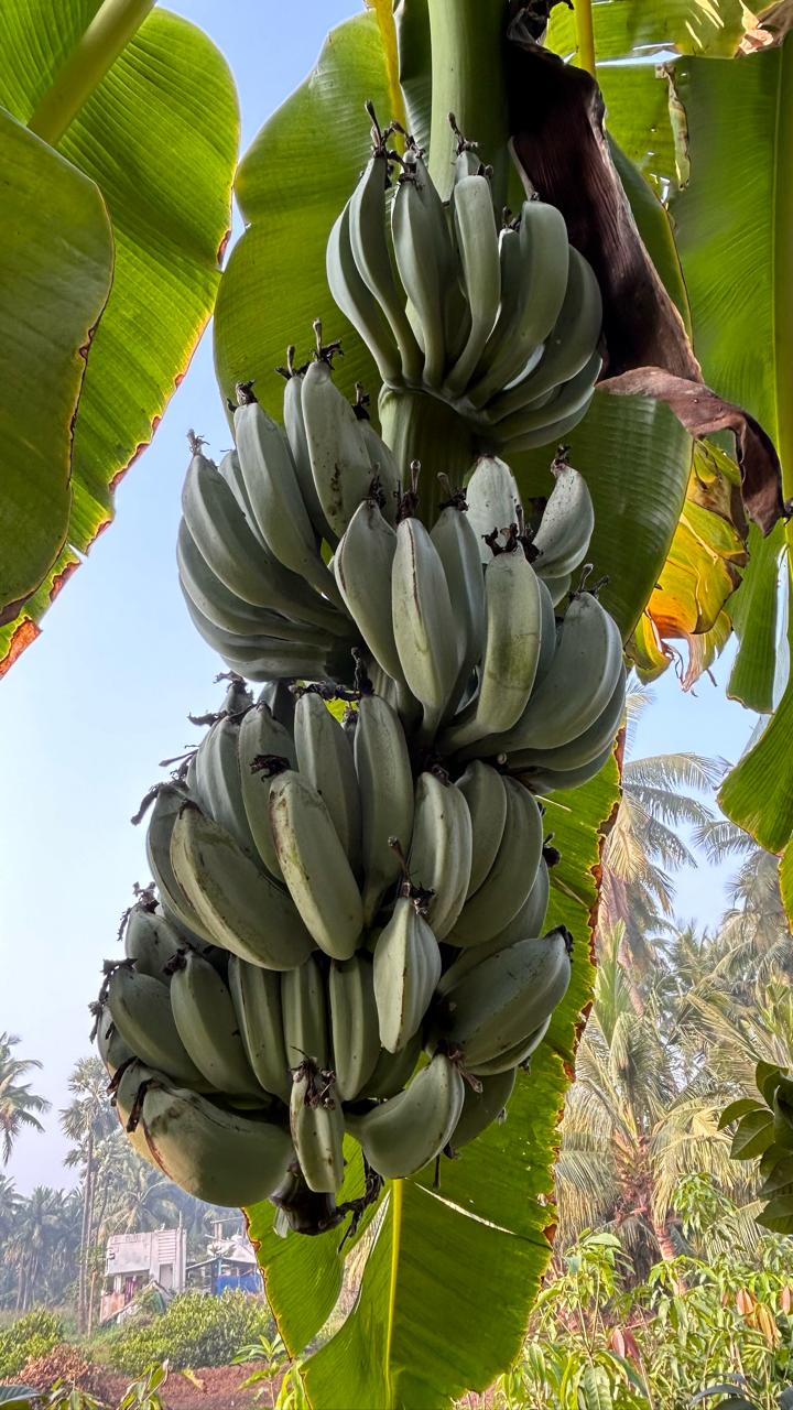 Blue Java Banana / Musa accuminata - Fruits plant & Tree