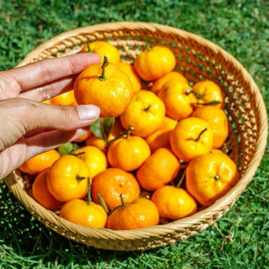 Sundrop - Fruit Plant & Tree