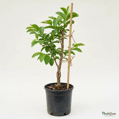 Guava - White Diamond (Seedless)